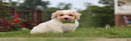 Bichpoo dogs for sale: Benji - Ad 8