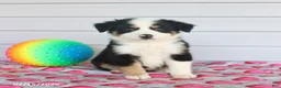 Miniature Australian Shepherd dogs for sale: Arlo - Ad 3