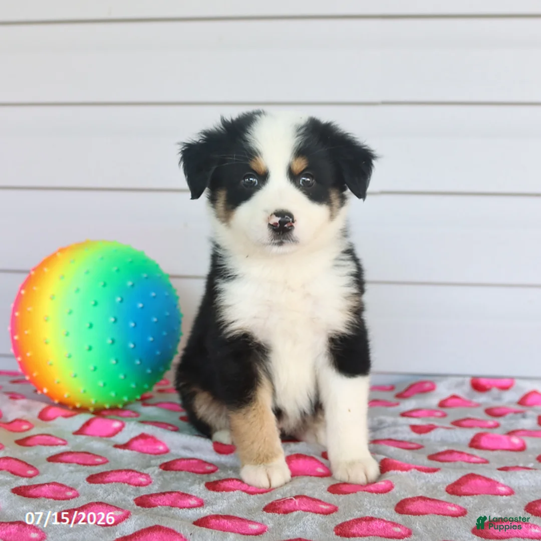Miniature Australian Shepherd dogs for sale: Arlo - Ad 3