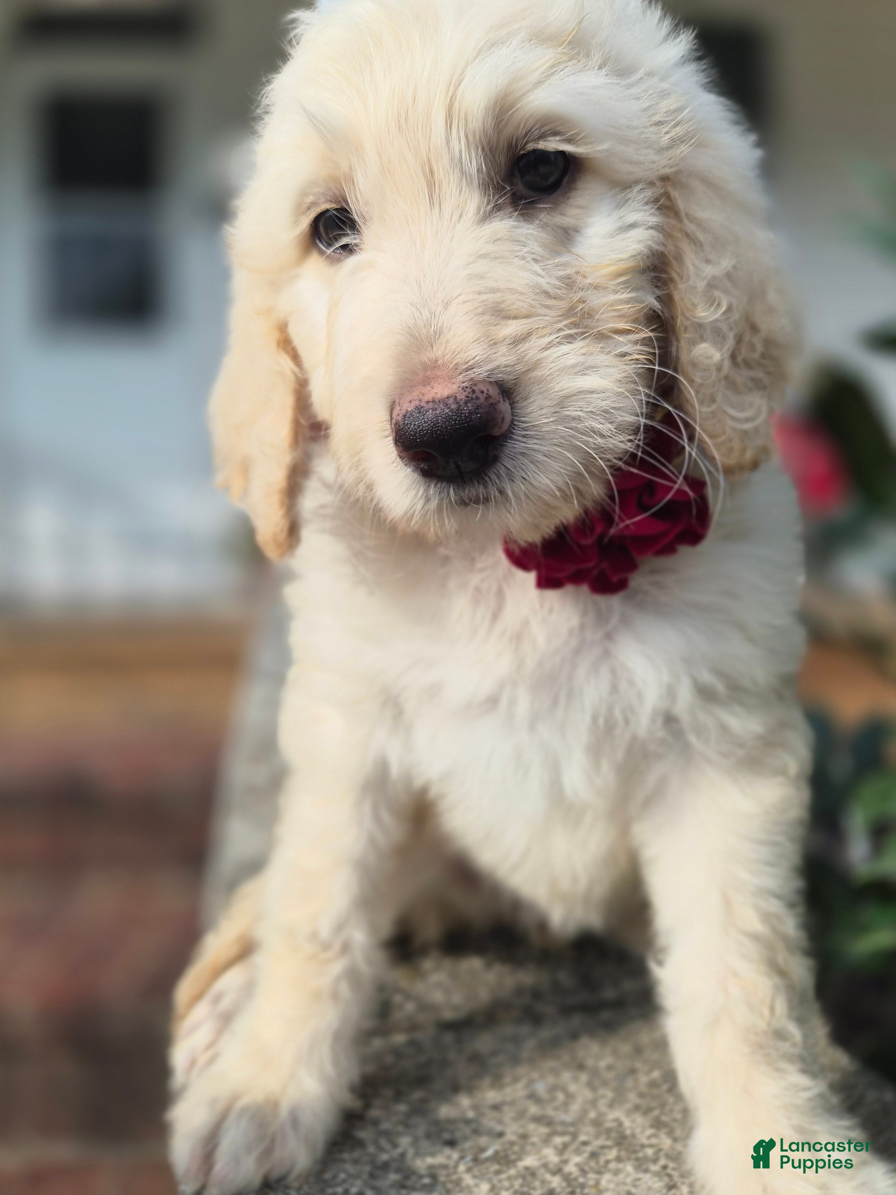 Goldendoodle dogs Bell - Ad 2