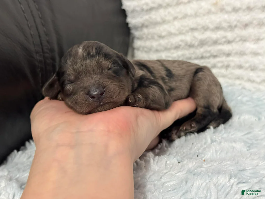 Cavapoo dogs for sale: Ziggy - Ad 4