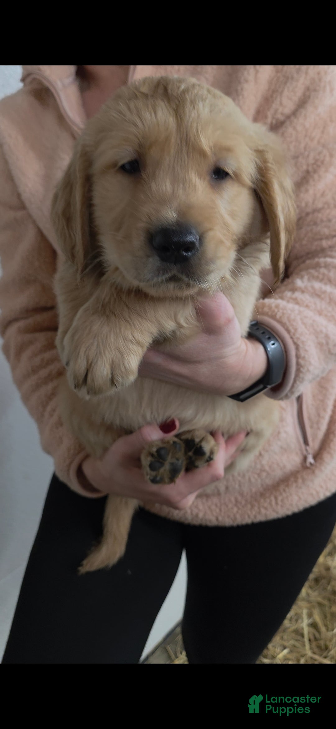 Golden Retriever dogs Cooper - Ad 6