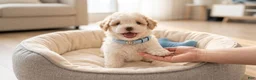 Maltipoo dogs for sale: WOODY  - Ad 4