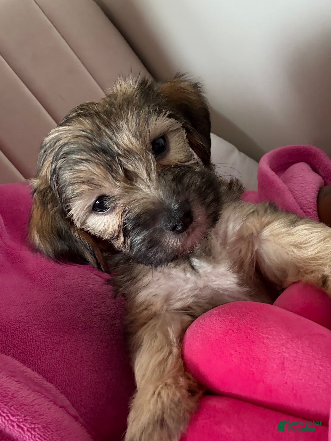 Morkie dogs for sale: Zarah  - Ad 1