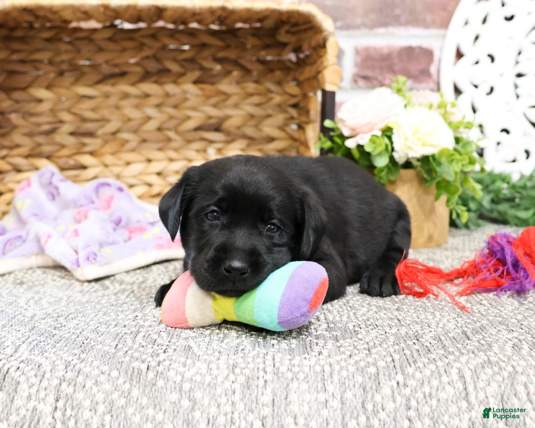 Labrador Retriever dogs for sale: Lassie - Ad 3