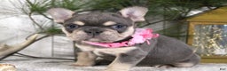 French Bulldog dogs for sale: Macy - Ad 3