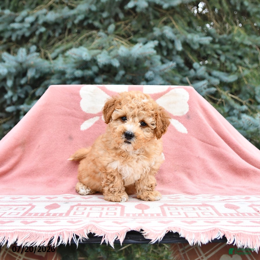 Maltipoo dogs Reba - Ad 2