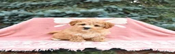 Maltipoo dogs for sale: Reba - Ad 2