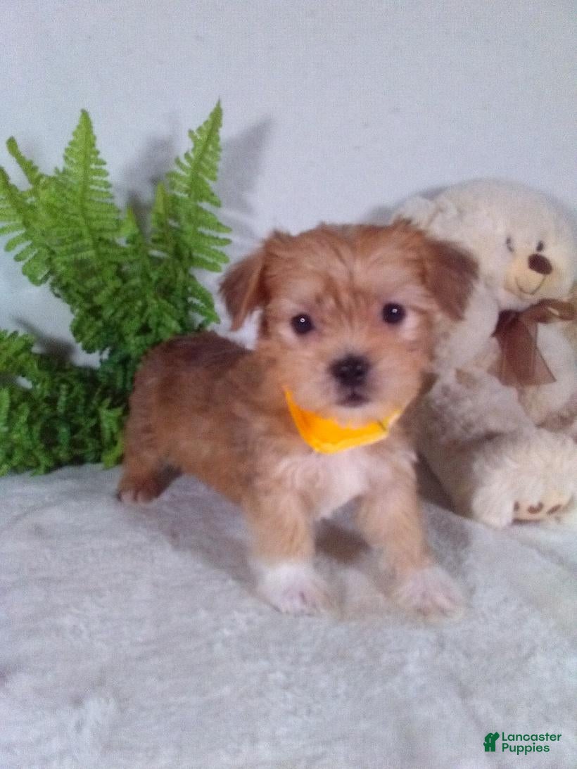 Shorkie dogs Prince - Ad 2