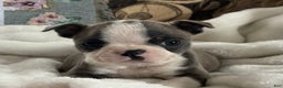 Boston Terrier dogs for sale: Sawyer - Ad 5