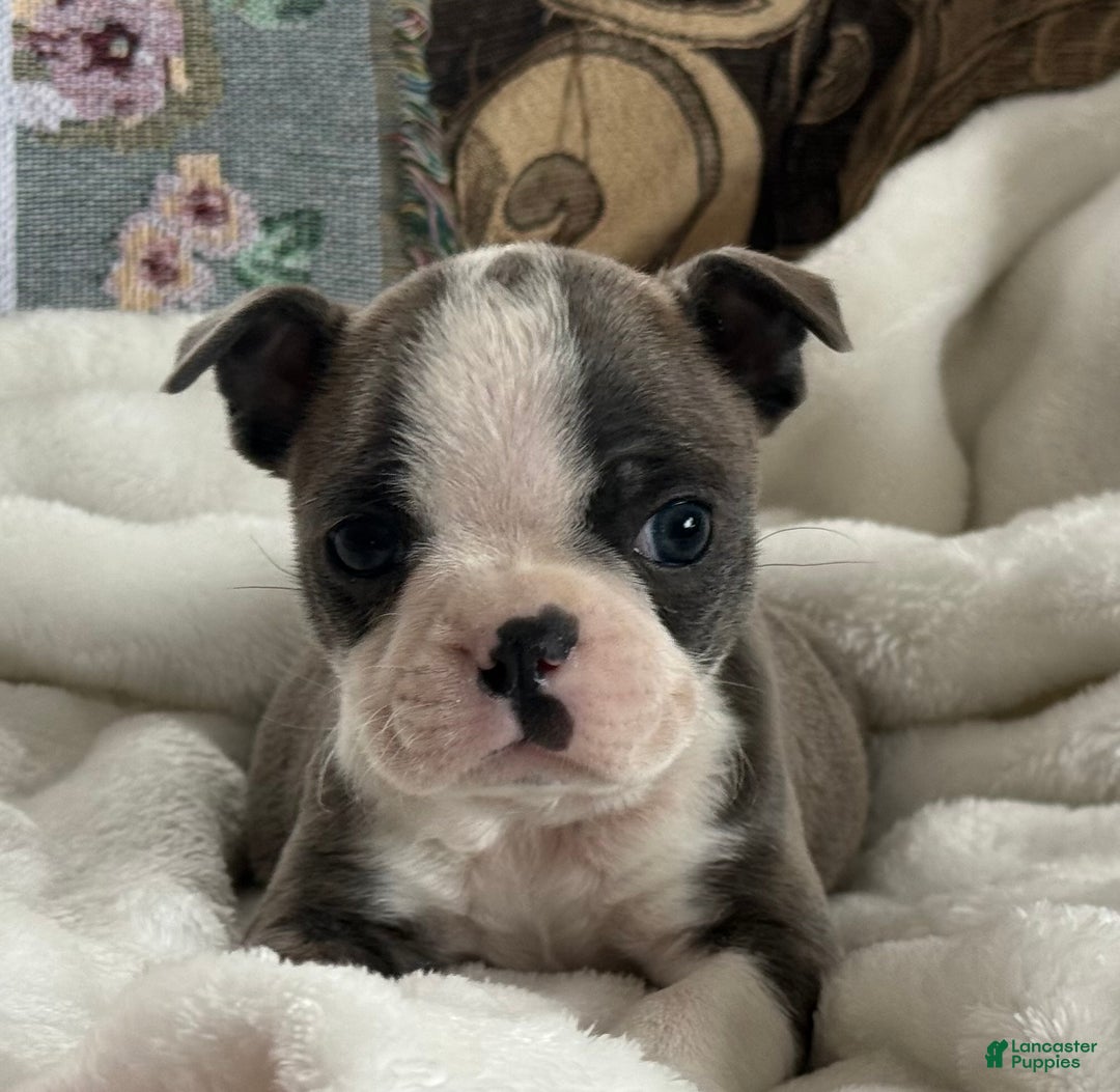 Boston Terrier dogs for sale: Sawyer - Ad 5
