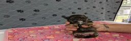 Chihuahua dogs for sale: Bailey - Ad 5