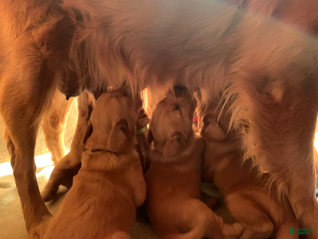 Golden Retriever dogs for sale: North - Ad 16