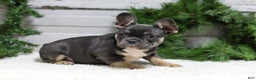 French Bulldog dogs for sale: Jasper - Ad 3