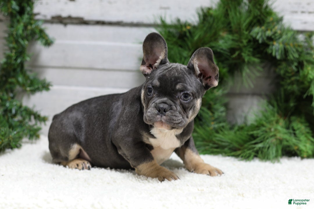 French Bulldog dogs for sale: Jasper - Ad 3