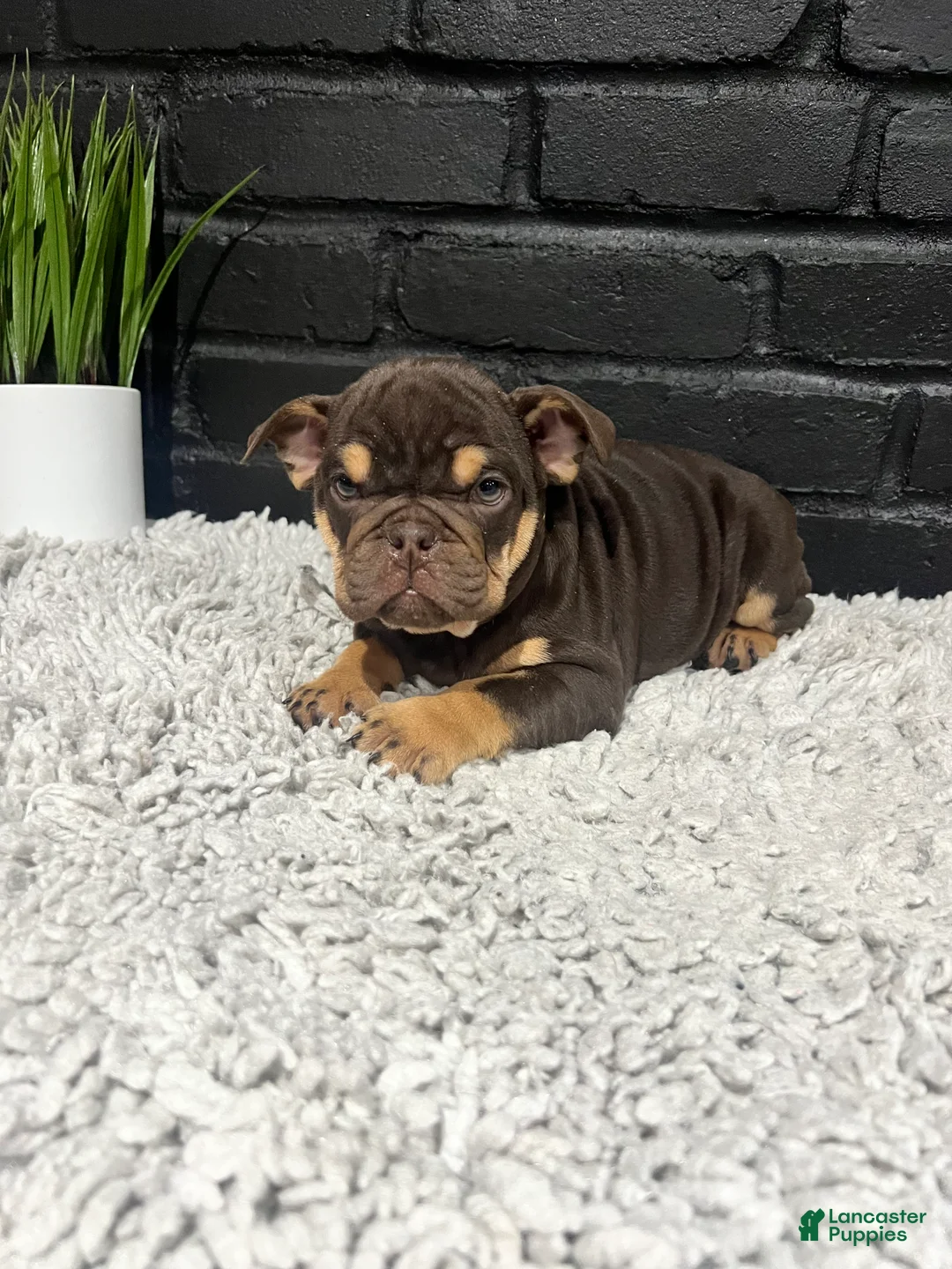 English Bulldog dogs for sale: Rose - Ad 2