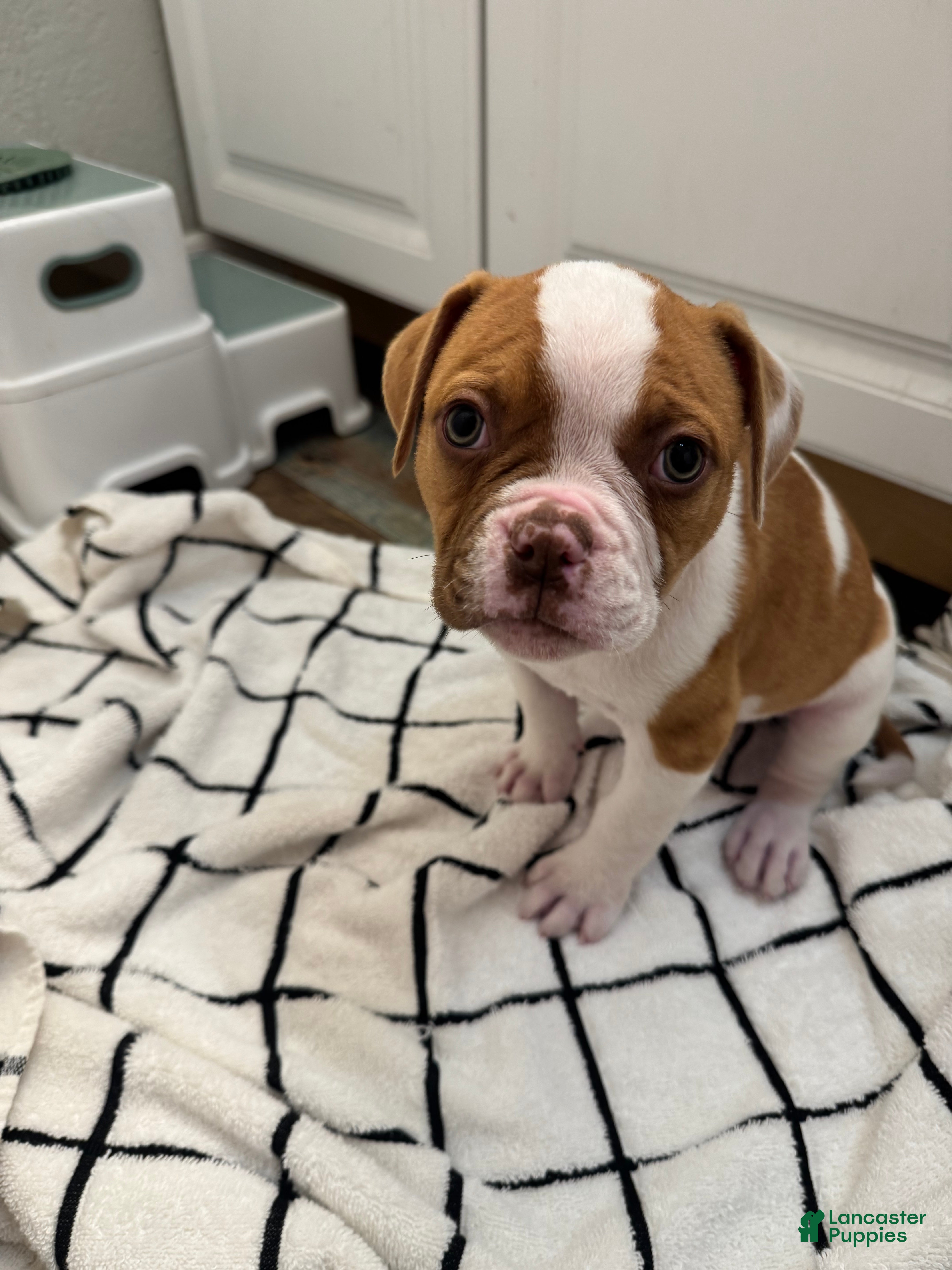 American Bulldog dogs American Bulldog Puppy 1 - Ad 2