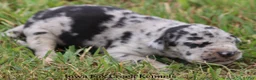 Great Dane dogs for sale: Samson - Ad 8