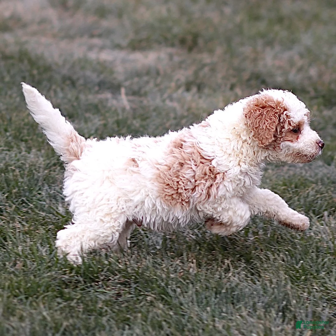 Mini Bernedoodle dogs for sale: Harley - Ad 6