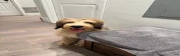 Double Doodle dogs for sale: Enzo- Doodle mix Puppy - Ad 13