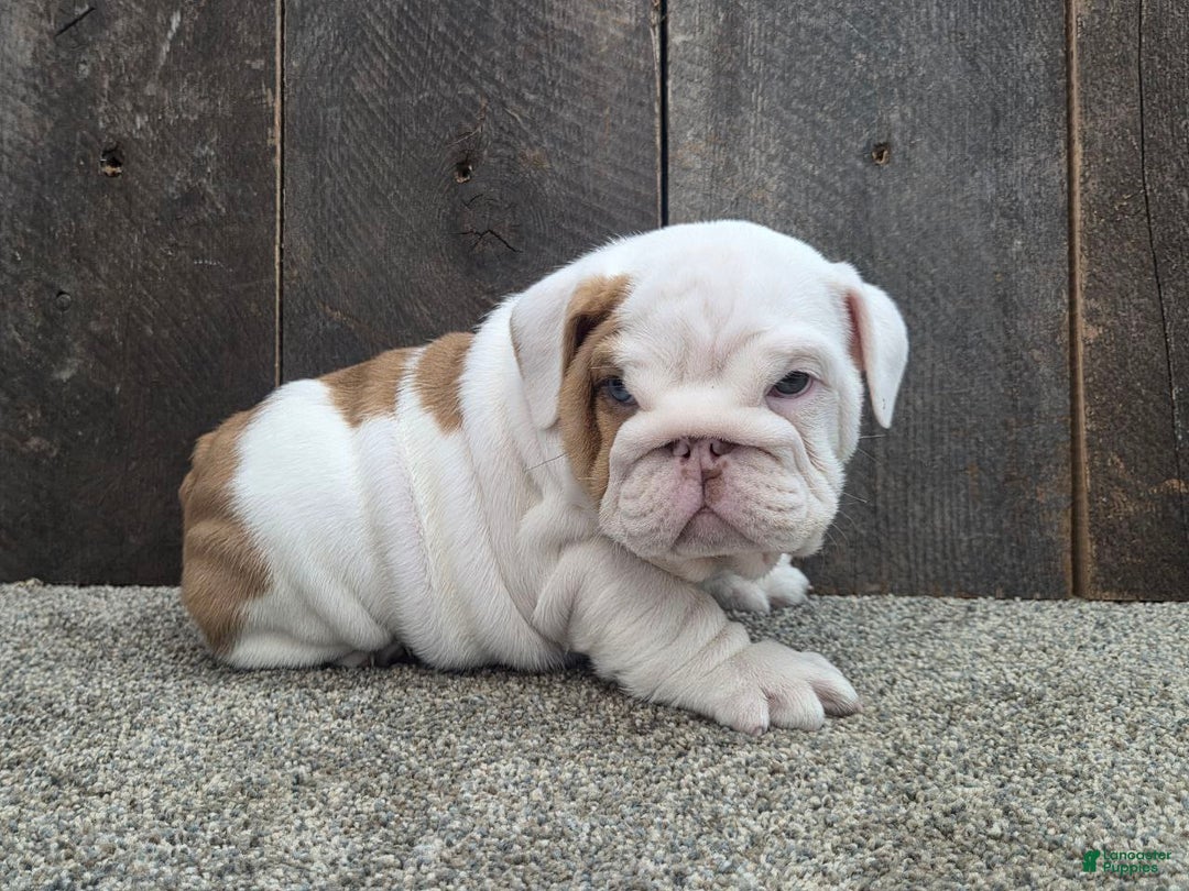 French Corgi English Bulldog Corgi Bulldog Mix Puppies English Bulldog  French Bulldog Mixed, image size:1080x810