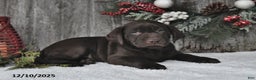 Labrador Retriever dogs for sale: Cody - Ad 4