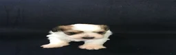 Shihpoo dogs for sale: Ryder - Ad 1