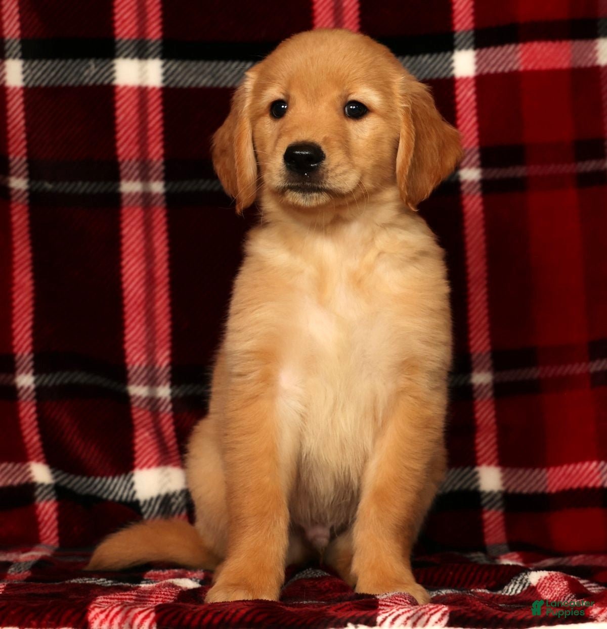 Golden Retriever dogs Rex - Ad 2