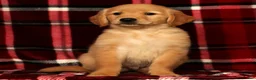 Golden Retriever dogs for sale: Rex - Ad 2