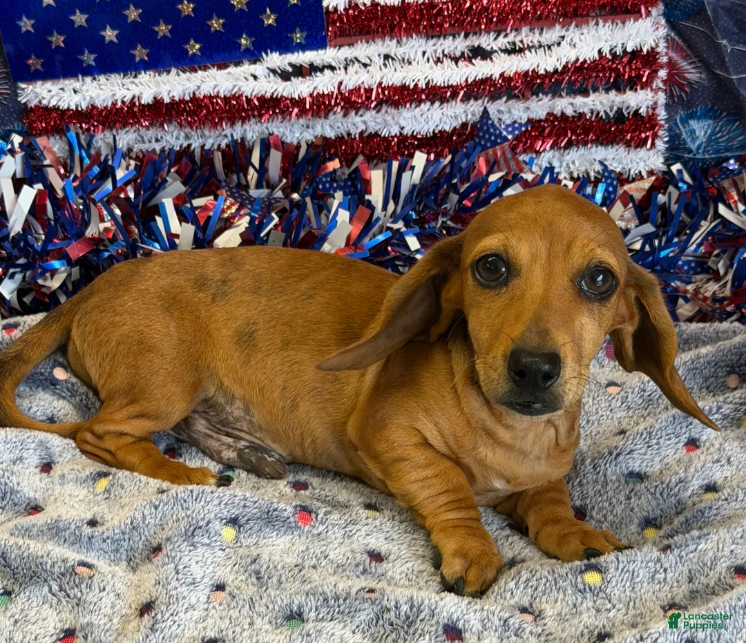 Miniature Dachshund dogs for sale: Ellis - Ad 3