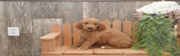 Goldendoodle dogs for sale: Sanford - Ad 2