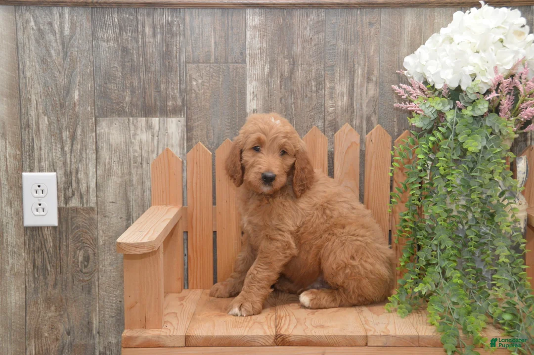 Goldendoodle dogs for sale: Sanford - Ad 2