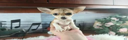 Chihuahua dogs for sale: Micro teacup white fawn girl. Hand Delivery  - Ad 7