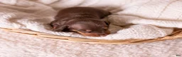 Miniature Dachshund dogs for sale: Liam - Ad 4