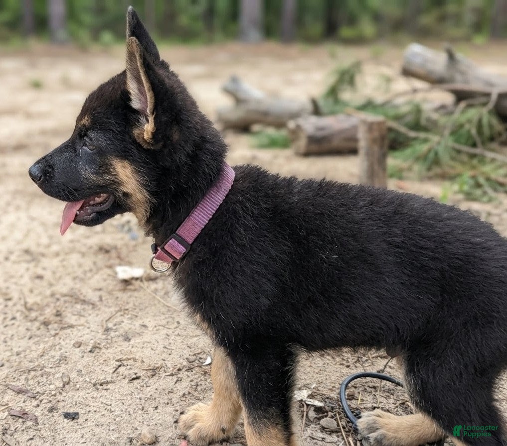 German Shepherd dogs German Shepherd Puppy 1 - Ad 39