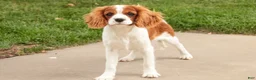 Cavalier King Charles Spaniel dogs for sale: Izzy - Ad 5
