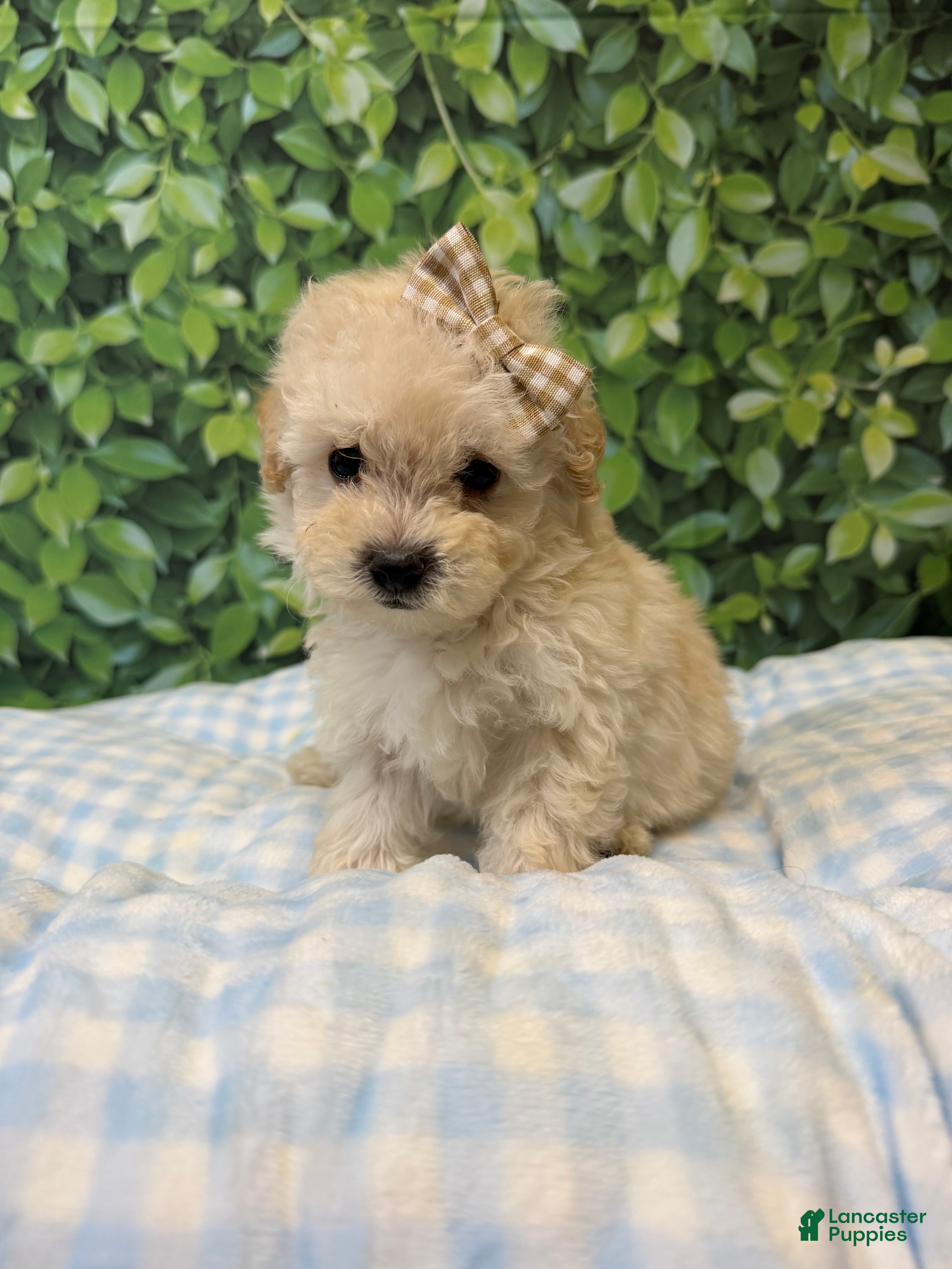 Maltipoo dogs Ariel  - Ad 1