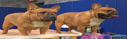 French Bulldog dogs for stud: Raider  - Ad 11