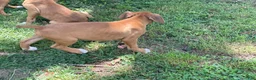 Boxer dogs for sale: Colt - Ad 6