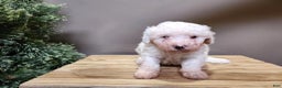 Mini Bernedoodle dogs for sale: Rudolph - Ad 16