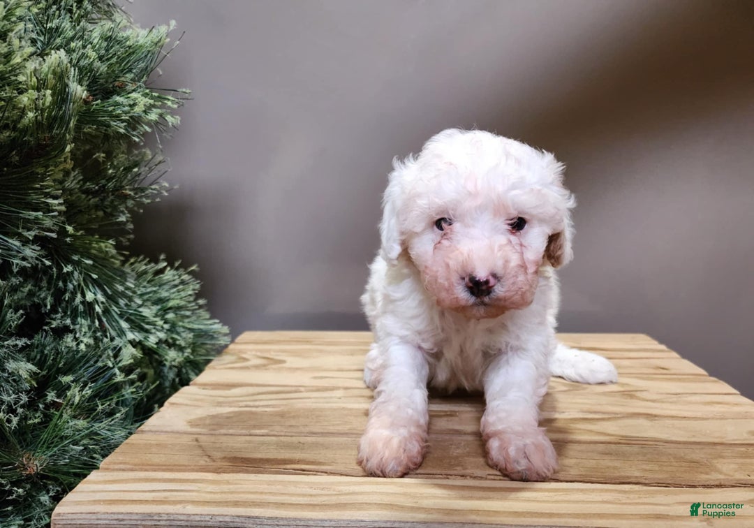 Mini Bernedoodle dogs for sale: Rudolph - Ad 16