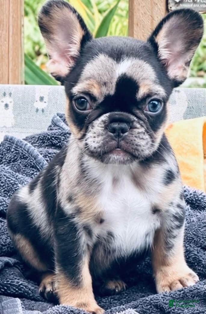 French Bulldog dogs for sale: Harlequin Chocolate Merle Boy - Ad 2