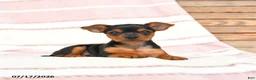 Yorkshire Terrier dogs for sale: Qwirkle - Ad 4