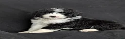 Bernedoodle dogs for sale: Brody  - Ad 11