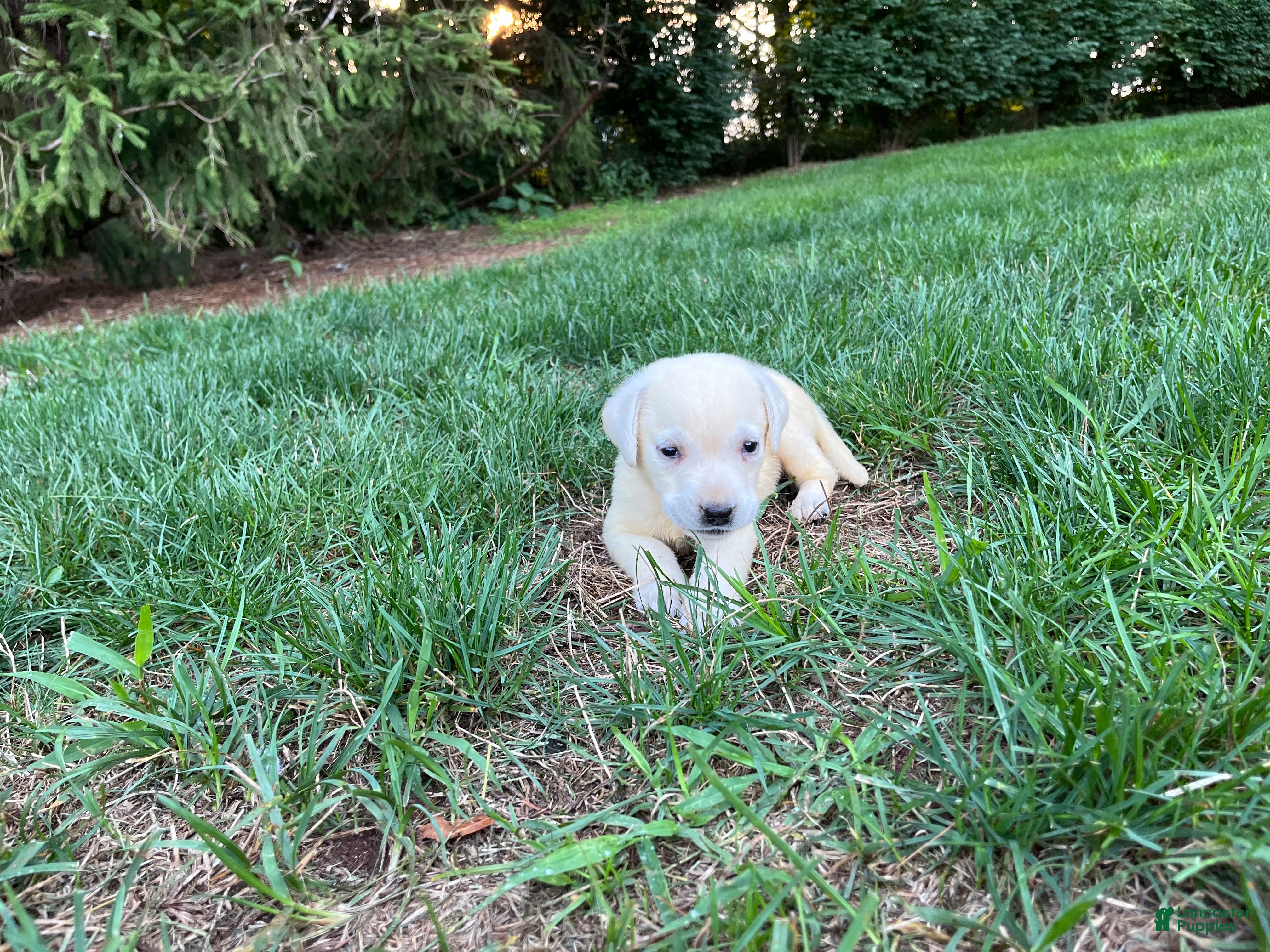 Labrador Retriever dogs Sugar - Ad 2
