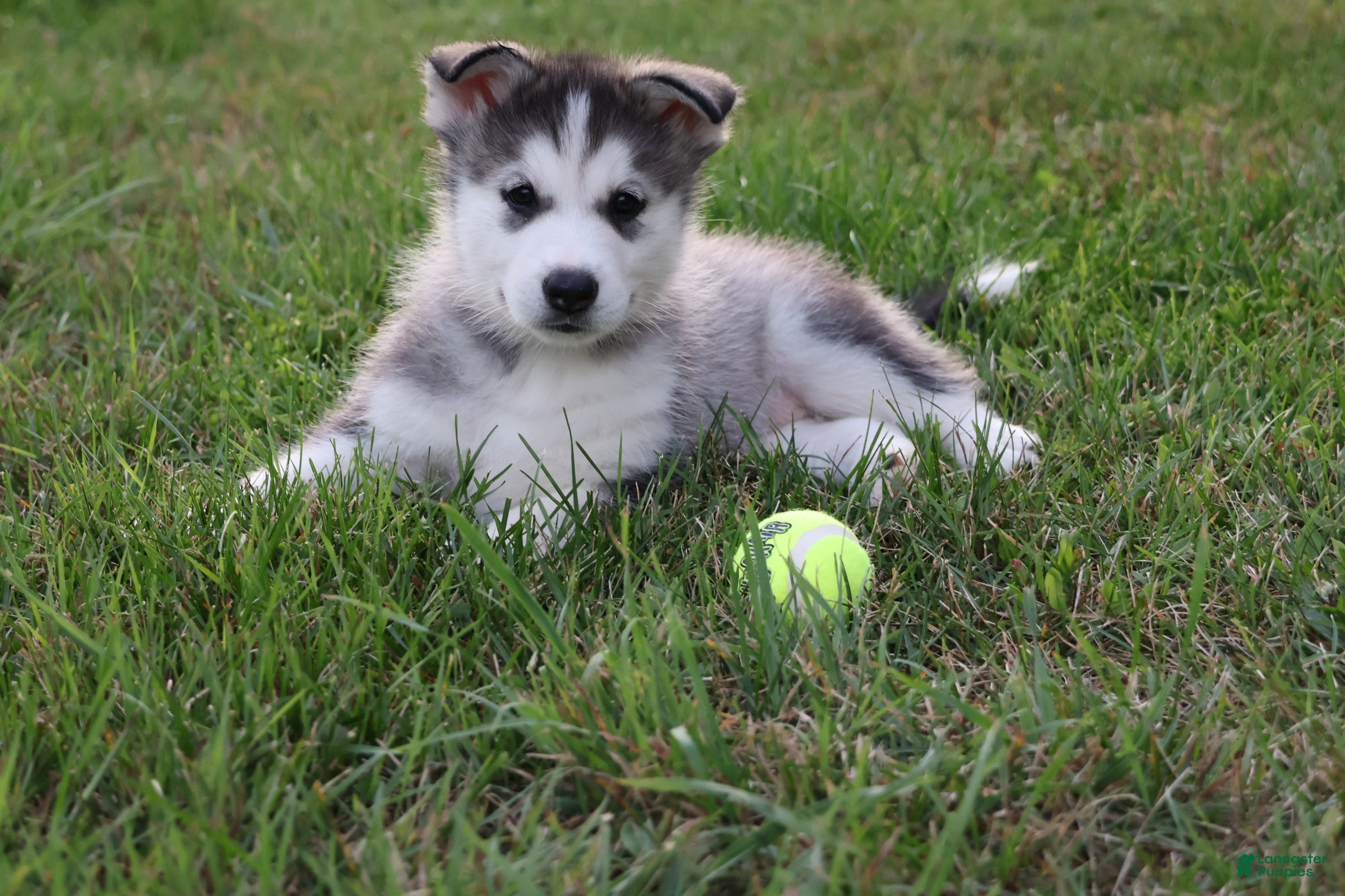 Alaskan Malamute dogs Glacier - Ad 1