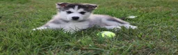 Alaskan Malamute dogs for sale: Glacier - Ad 2