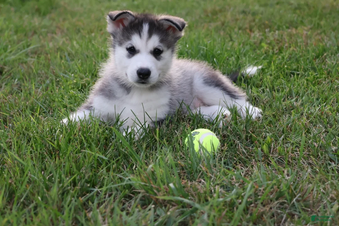 Alaskan Malamute dogs for sale: Glacier - Ad 2