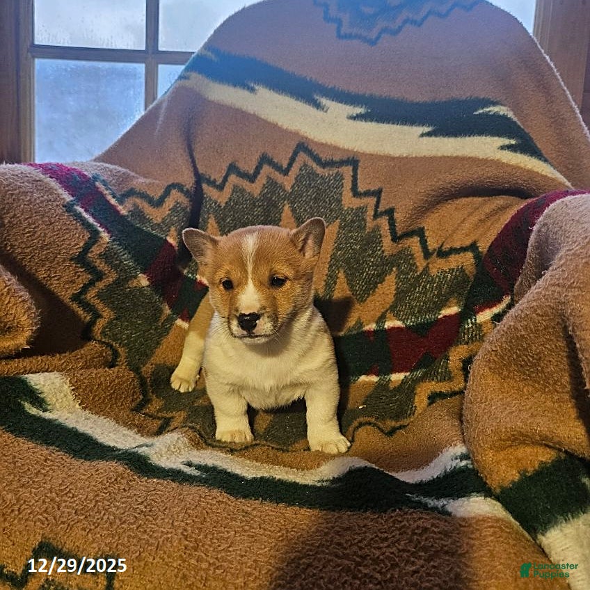 Mixed Breed dogs Steven - Ad 29