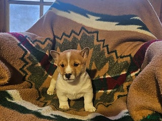 Mixed Breed dogs Steven - Ad 29